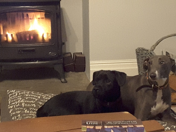 Would you recommend your dog breed to anyone?
