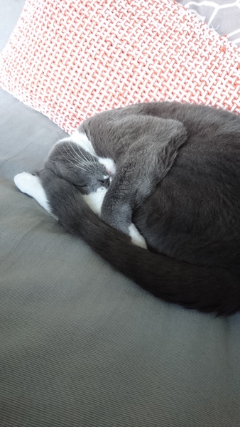 Cat stopped going outside