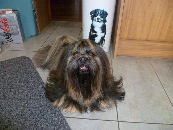 Would you recommend your dog breed to anyone?
