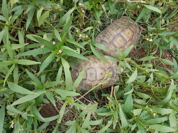 Amorous  tortoise