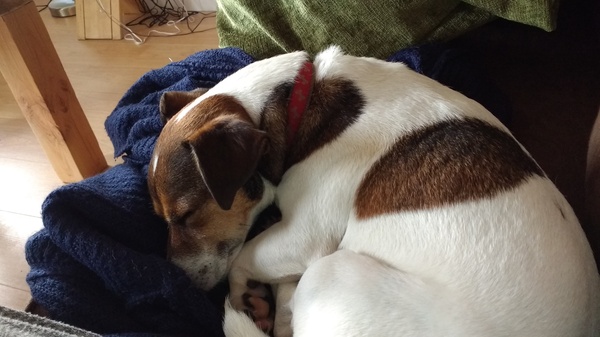 JRT rescue update. Very proud of Milo!