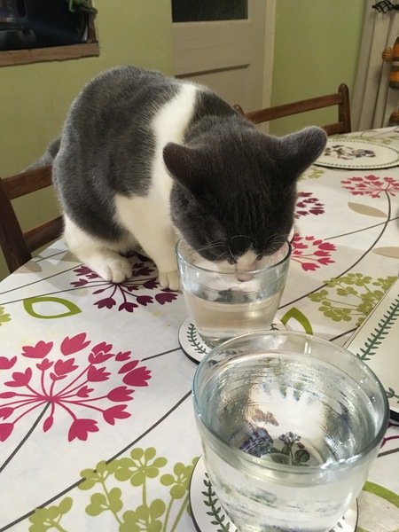 What's your DCat up to today? Episode 6, Return of the... Cats?