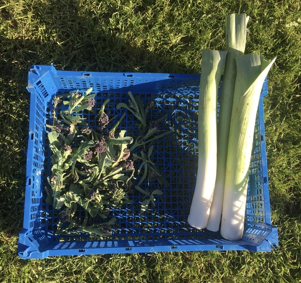 Allotment/Veg patch thread 11 'We bid  farewell to rainbow leaves but will keep plotting along'
