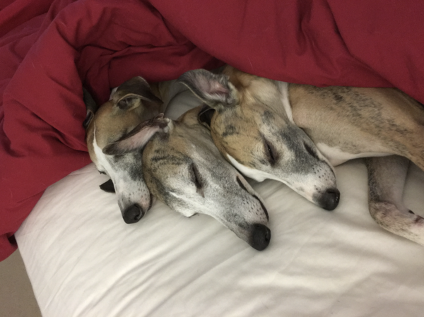 Would you recommend your dog breed to anyone?