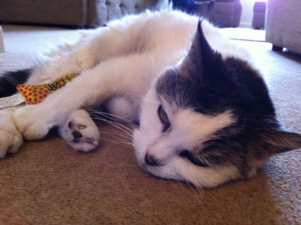 Please can we have a thread for cats no longer with us?