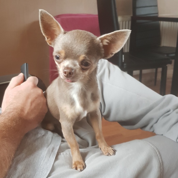 Help me plan next puppy!