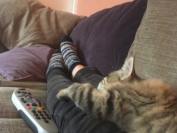 Does having a cat make you lazy?