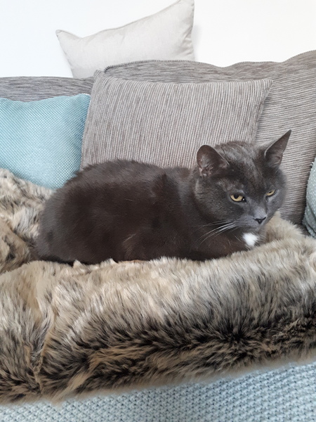 My cat has suddenly got so clingy...