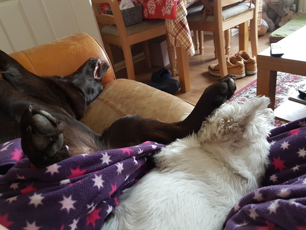 Dog rolling over to show its tummy
