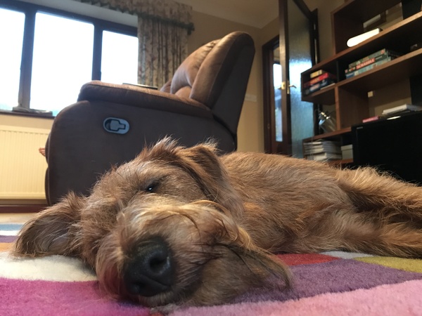 Breed Suggestions Please