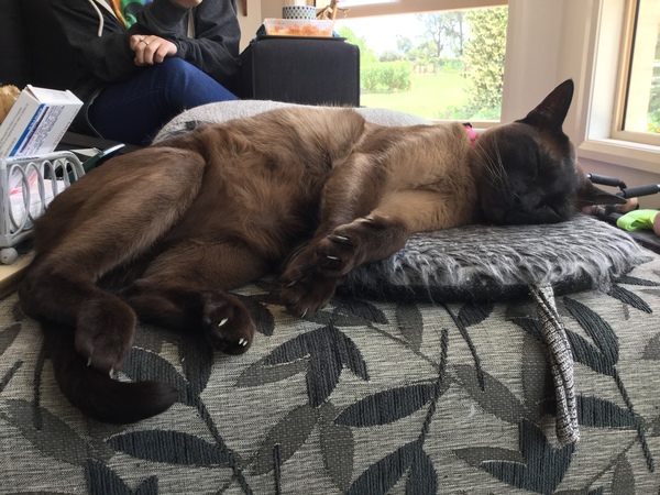 What's your DCat up to today? Episode 6, Return of the... Cats?