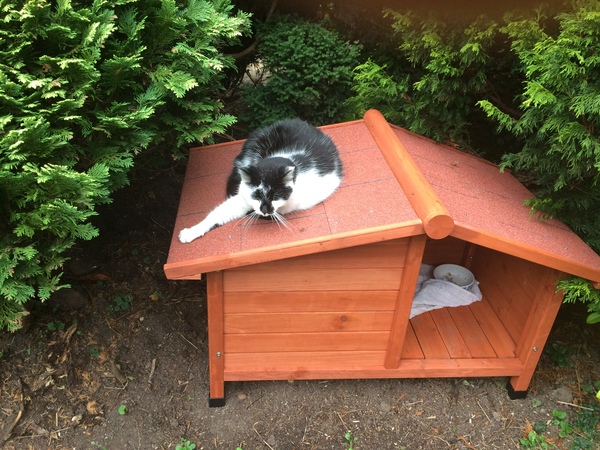 What's your DCat up to today? Episode 6, Return of the... Cats?