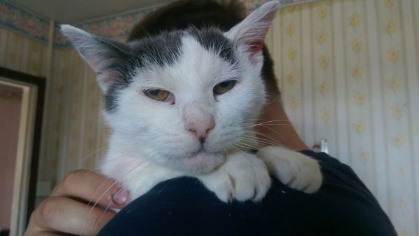 Nothing Nicer than a Contented Cat on your Lap!