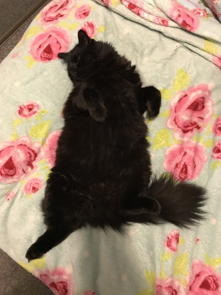 What's your DCat up to today? Episode 6, Return of the... Cats?