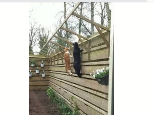 WIBU to let my chickens in next doors garden?