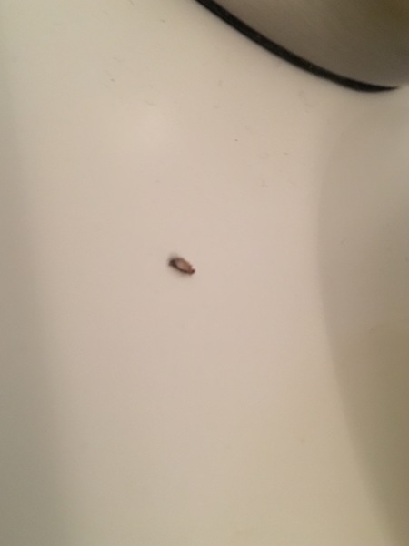 Some kind of insect