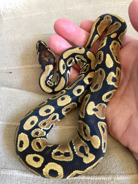 To want a little snake?