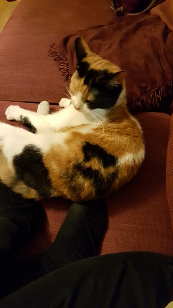 Please help rename our lovely rescue with a silly name.