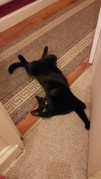 Help me name our black kitten