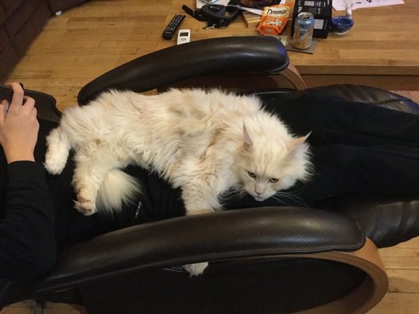 I'm thinking of getting a Maine coon. Would love to hear your experience.