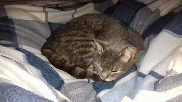 To not want the cat on my lap?