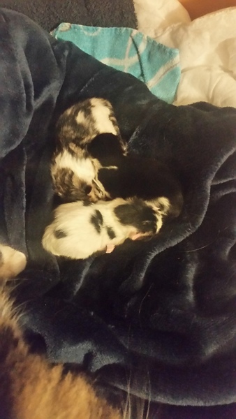Unexpected birth