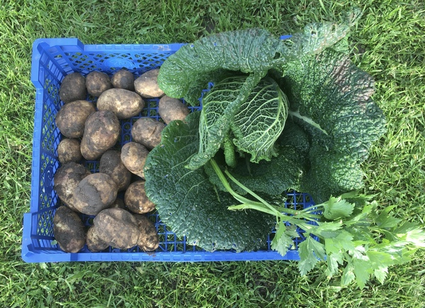Allotment/Veg patch thread 11 'We bid  farewell to rainbow leaves but will keep plotting along'