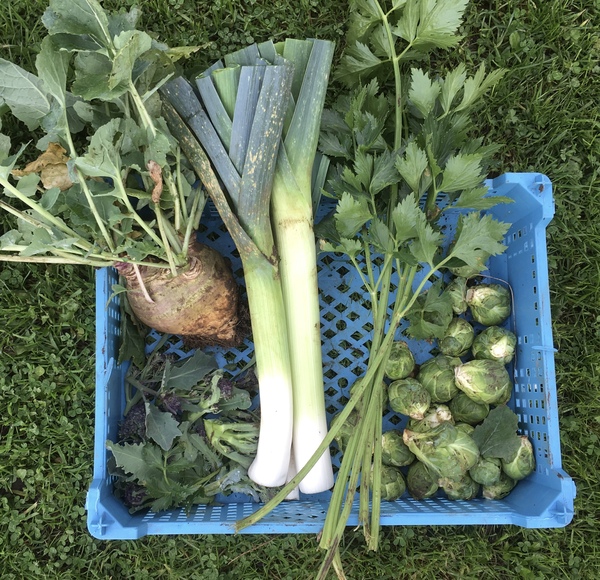 Allotment/Veg patch thread 11 'We bid  farewell to rainbow leaves but will keep plotting along'