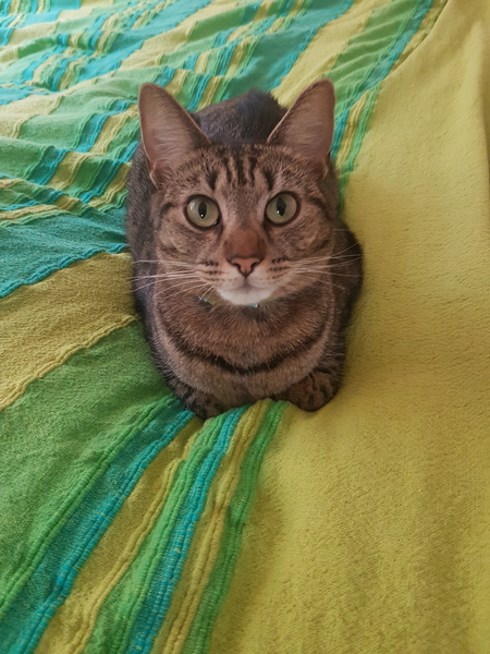 What's your DCat up to today? Episode 6, Return of the... Cats?