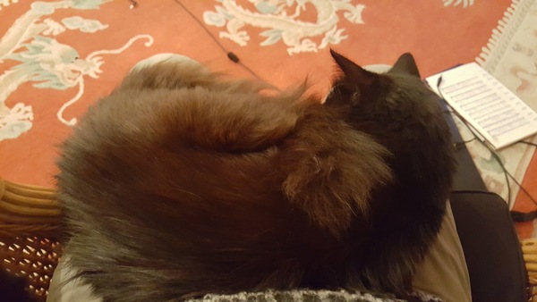 Nothing Nicer than a Contented Cat on your Lap!