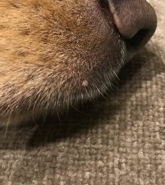 What’s this on my dog’s muzzle?