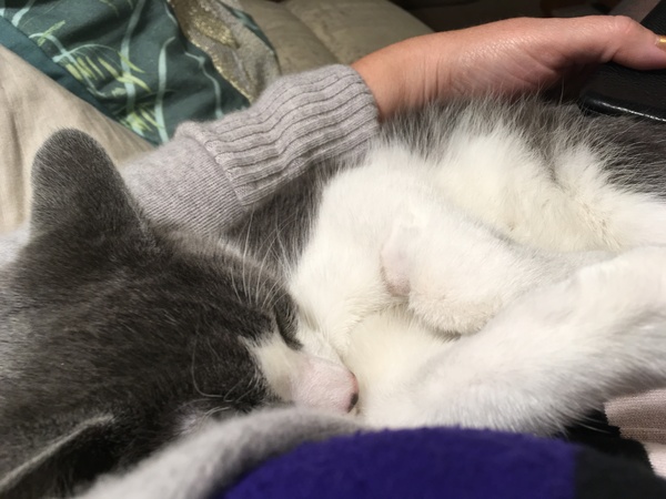 What's your DCat up to today? Episode 6, Return of the... Cats?