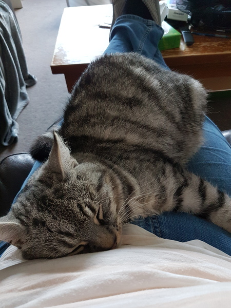 What's your DCat up to today? Episode 6, Return of the... Cats?