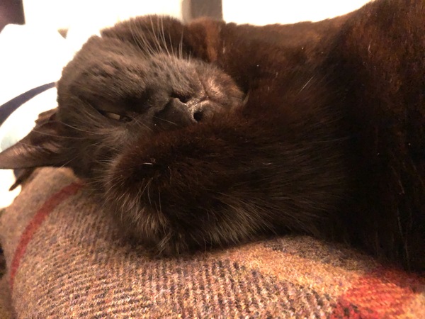 To not want the cat on my lap?