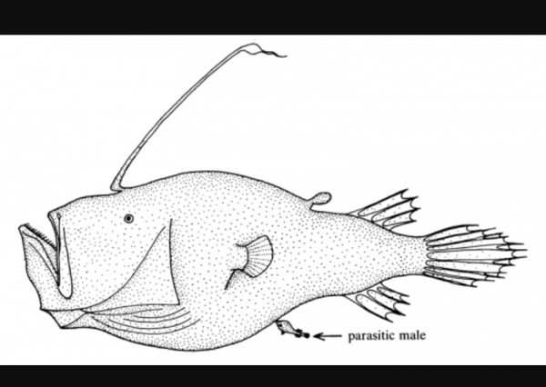 Are/should male norms be the benchmark for female 'equality'? Should 'femininity' be prized too?