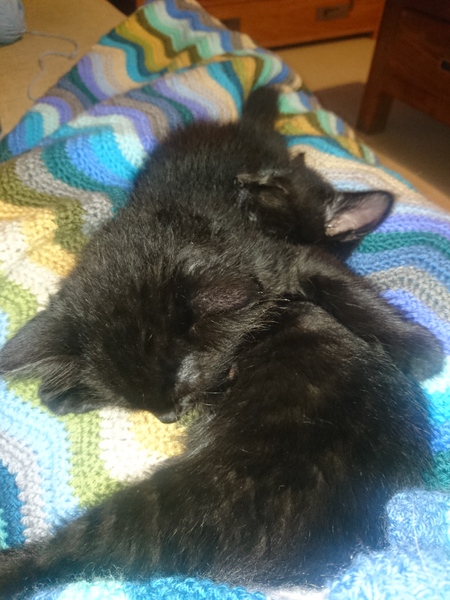 Help me name our black kitten
