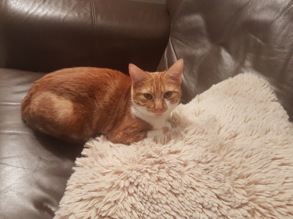What's your DCat up to today? Episode 6, Return of the... Cats?