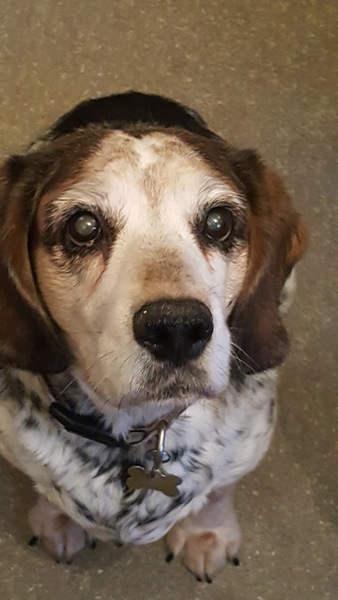 Getting another dog after losing the doggy love of your life.