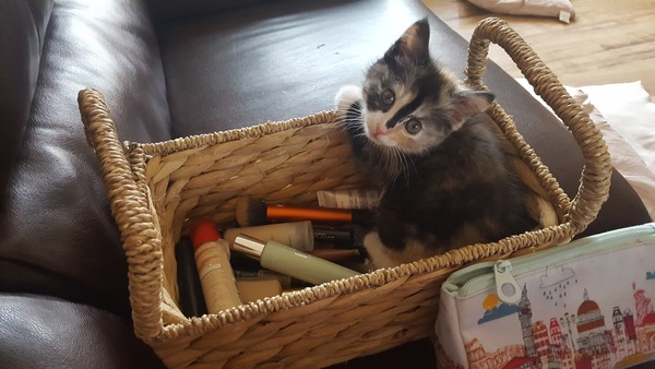 OCD kitten fleas!