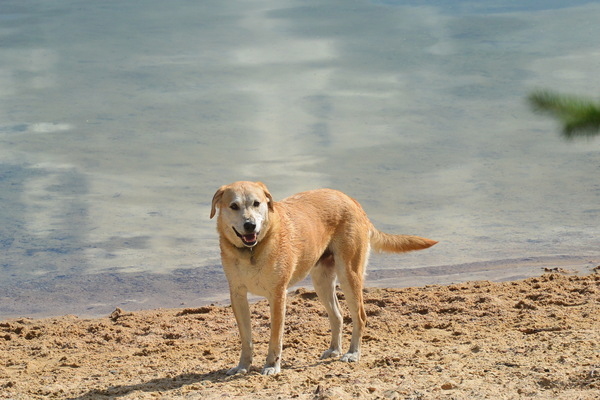 Doggy DNA testing
