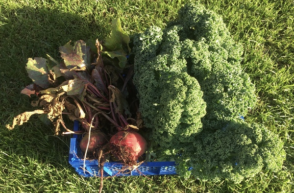 Allotment/Veg patch thread 11 'We bid  farewell to rainbow leaves but will keep plotting along'