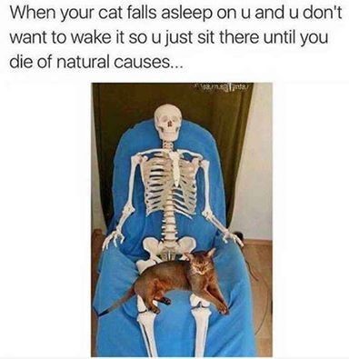 To not want the cat on my lap?