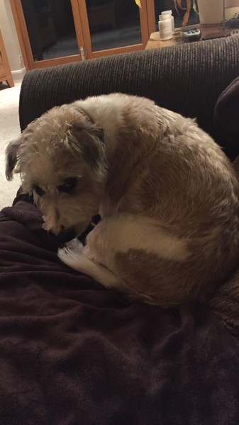What dog is this?