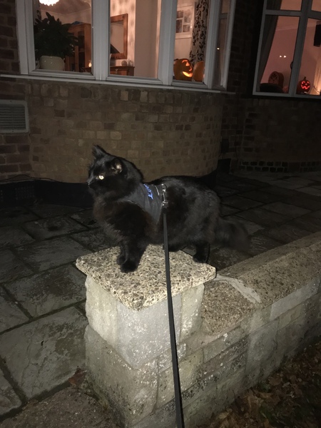 What's your DCat up to today? Episode 6, Return of the... Cats?