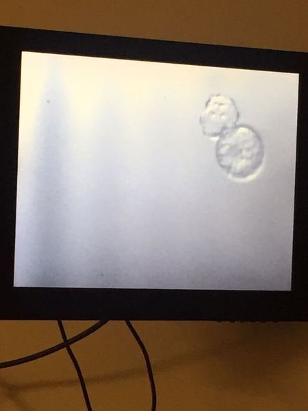 IVF SEP/OCT Part 2- Get your Stretchy Leggings here ladies!