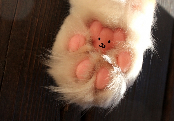 Collective noun for all 4 paws together - delicious photo