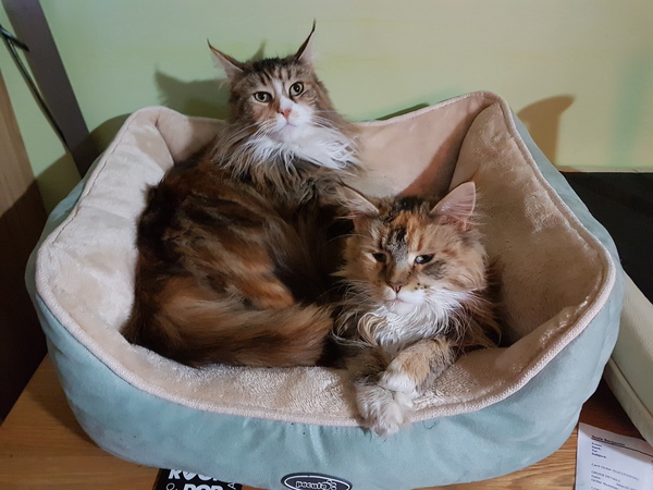 I'm thinking of getting a Maine coon. Would love to hear your experience.
