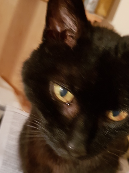 How has your cat changed?