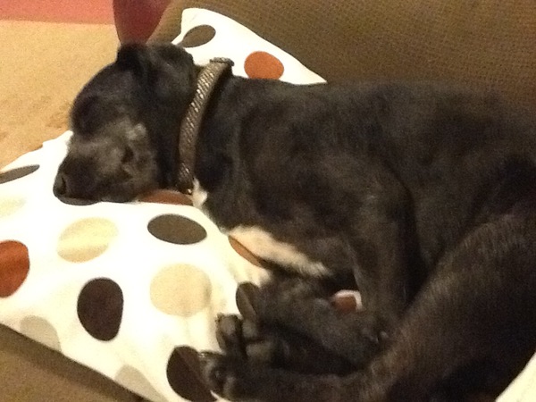 How spoilt is your dog?