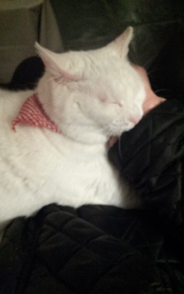 What's your DCat up to today? Episode 6, Return of the... Cats?